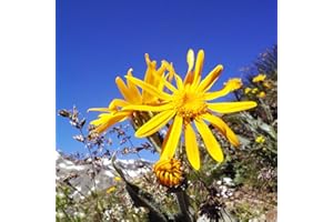 WJKWY-Q Graines d'arnica bio,série de plantes rares Arnica Montana,graines de fleurs cadeau d'invité fleurs jardin graines de fleurs plantes décoratives graines d'herbes bonsaï plant 500 pièces