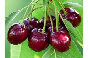 Grow Your Secret Garden Sweet Cherry, Mazzard Cherry Seeds