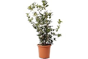 KENTIS - Pianta di Osmanto - Osmanthus Aquifolium - Piante Vere da Esterno - Pianta da Giardino Perenne - H 80-100 Vaso Ø 24 cm
