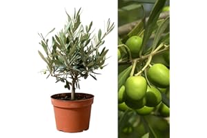 Carbeth Plants Real Olive Tree Mature Stem - Olive Trees in 14cm Pots Outdoor 'Olea Europa' - Indoor and Outdoors Fruit Tree - Ideal Olives Gift for Gardening in Patio