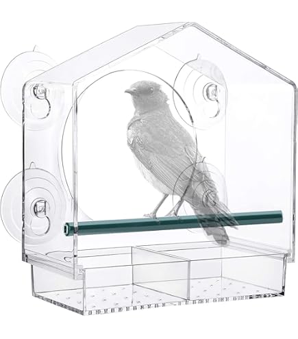Activiteit voor de observatie van vogels, reptielen en