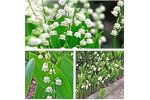 HUMPHREYS GARDEN Lily of the Valley Convallaria Majalis Bareroot Pips (10) Top Sze Pips