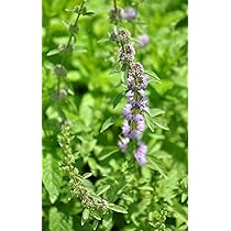 Tulsi Ocimum canum Basil Widescreen 150 Seeds : Amazon.de: Garden, image size:210x210