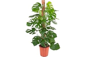 VIPARPLANT Monstera Deliciosa Planta Natural de interior - Costilla de Adán - Planta de interior de decoración - Planta Natural - Planta Viva (Monstera en tutor 120 cm)