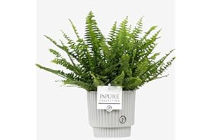 HAPPY PLANTING UK Boston Fern With Pot – Real Indoor Sword Fern Houseplant for Office, Home, Bedroom, Kitchen, Living Room – Perfect for Clean Air
