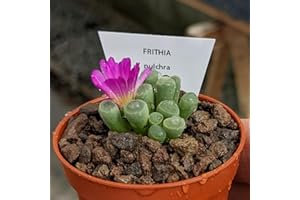 GENERIC Frithia pulchra - Sunnyplants, Babyzehen, Lithops Pflanzen, lebende Stein Sukkulenten, Babyzehen Pflanzen, Lebende Steine, Lithops, Frithia, Stein Pflanz