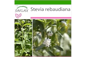 SAFLAX - Stevia - 100 semi - Con substrato - Stevia rebaudiana