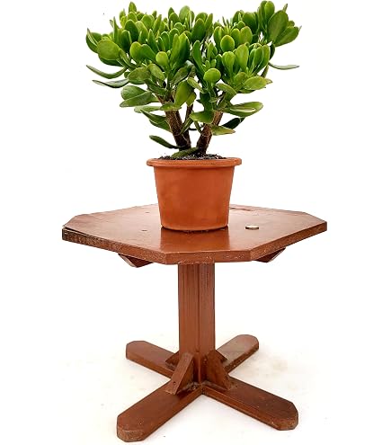 Crassula ovata 'Hobbit', Albero di Giada - vaso 5.5 cm