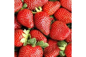 GardenersDream 5 x Strawberry Sweetheart Plants - Fast Growing Bare Root Strawberry Plants - Ready to Plant Fruit Bushes for Gardens, Planters, Pots, Containers, or Baskets (5-10 cm)