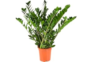 BloomPost Zamioculcas Zamiifolia - 70-80 cm Plante d'Intérieur - Plantes d'Intérieur Faciles d'Entretien Pour la Maison et le Bureau - Plante Purificatrice d'Air - Dans le Pot de Culture