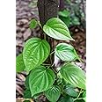 Live Sweet Betel Leaf Plant | Fresh Paan Plant for Growing at Home