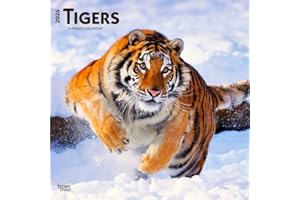 Tigers – Tiger 2026 – 16-Monatskalender: Original BrownTrout-Kalender [Mehrsprachig] [Kalender] (Wall-Kalender)