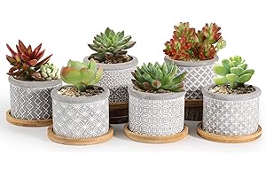 ‎T4U T4U 6cm Blumentopf Klein, Sukkulenten Töpfe, Zement Pflanzentopf, Sukkulenten Topf, Mini Blumenübertopf mit Bambus Untersetzer, Kleiner Blumentöpfe, Übertöpfe für Kakteen, Kaktus Pflanze, 6er-Set