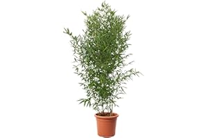 KENTIS - Bambusa Aurea - Vraie Bambou d'Extérieur - Bambou pour Jardin - Vraies Plantes d'Extérieur - H 170-200 cm Pot Ø 24 cm