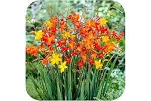 Crocosmia Small Flowering Bulb Mix x 100 Orange Yellow red by Growtanical®