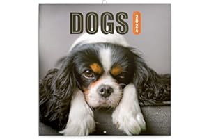 NOTIQUE Calendario da parete per cani 2024, con calendario mensile, con opuscolo, calendario animale, 30 x 30 cm (30 x 60 cm)