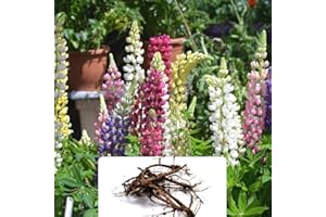 BOTANICAL BLISS 5 Mixed Lupins - Vibrant, Fast-Blooming Flowers for Your Garden and Meadows - Perfect for UK Climate Conditions