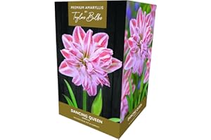 Taylors Dancing Queen Amaryllis
