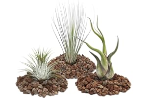 exotenherz - Tillandsien, dekorative Pflanzen - 3er Set