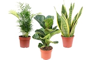 FLOWERBOX Juego de 3 plantas de interior de fácil cuidado prémium, fácil de limpiar, palmera, higuera, cáñamo con arco, altura aprox. 40 cm, diámetro de maceta de 12 cm