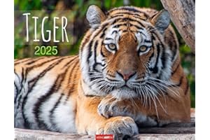 Tiger Kalender 2025: Die majestätischen Großkatzen in einem großen Wand-Kalender. Hochwertiger Fotokalender mit Porträts der verschiedenen Tigerarten 44 x 34 cm Querformat (Tierkalender Weingarten)
