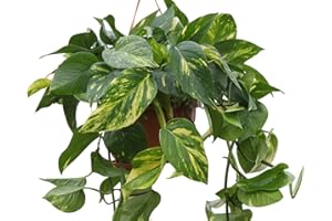GARDEN MARKET PLACE Indoor Plant -House or Office Plant- Hanging Scindapsus aureus - Devil's Ivy- in a Hanging Pot