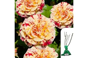 HARRINGTONS ROSES 1 x Rosa Oranges and Lemons Floribunda Rose - Award-Winning Orange & Yellow Blooms, Fragrant & Disease-Resistant - Timeless English Rose - When Only The Best Will Do - Top Grade “A” Roses