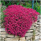My Seed World 10 Red Color Sagging Obrizya Flower Seeds