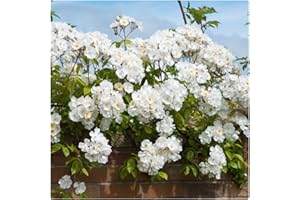 Rose Bare Root 'Bobbie James' Rambling Rose. White Scented Blooms.with a Yellow Centre by Growtanical®