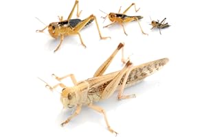 proinsects Wanderheuschrecken groß 25 STK. - Futterinsekten
