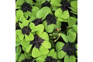 LAMPHLE 300 piezas de semillas de trébol sobreviven fácilmente semillas de hierba de valle de montaña georgica natural para exteriores Multicolor