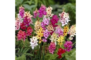 GÉNÉRIQUE Lot de 5 Bulbes d' Ixia melange - calibre 5/6 - La Main Verte