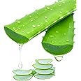 RUKDA® Freshly Harvested Green Organic Aloe Vera Leaf - Fresh Green Aloe Vera Leaf for Natural Wellness, Haircare, and Skincare - Extract Your Own 100% Pure and Chemical-Free Aloe Vera Gel - 0.5 Kg