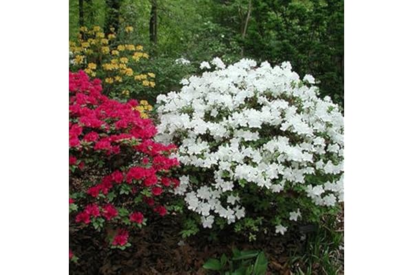 Azalée Blanc GardenersDream (1 pièce) - Plante Arbuste Rhododendron Japonais - Azalee du Japon Persistante Robuste - Plante Naturelle à Fleurs pour Jardin en Pots - Plante en Pot Résistante