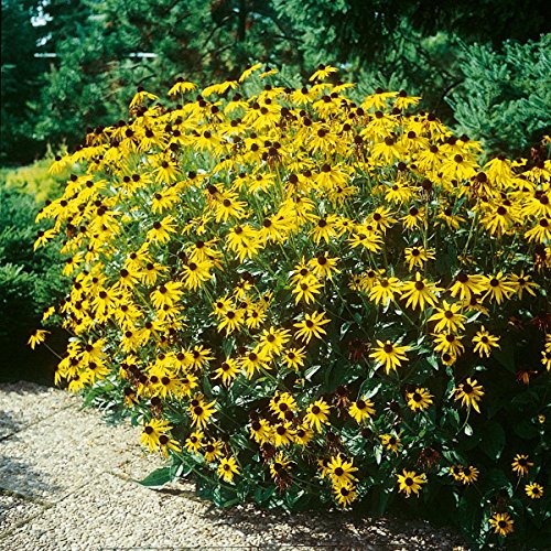 Staude Gelber Sonnenhut, 5 Stauden