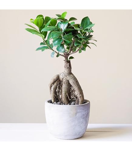 Ficus Ginseng Bonsaï D’Intérieur Laurier D’Inde - Pot 12 Cm Hauteur 20-30 Cm