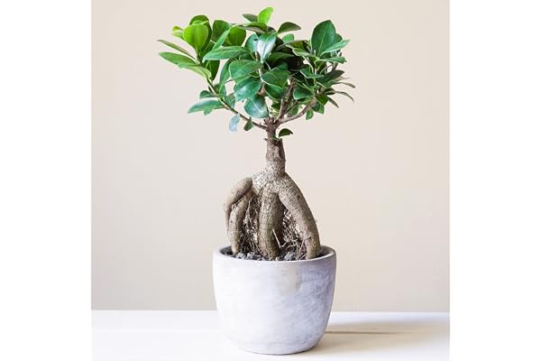 Bonsaï décoratif d’intérieur ‘Ficus Ginseng’ en pot 12 cm Plante pour la Maison ou le Bureau