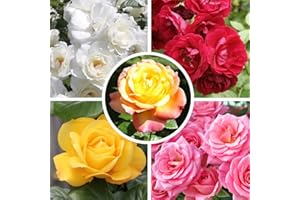 YouGarden - Garden Glamour 'Repeat-Flowering' Rose Bush Collection x 5 Bare Root Plants