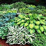 Mix 5x Stk Rhizome Funkien Hosta pflanze Mehrjährig Gartenpflanzen winterhart