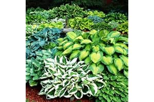 COOTO Hosta Plantas decorativas Plantas bulbos Flores para jardin naturales Planta perenne 5x Rizomas Hosta 5x Mix