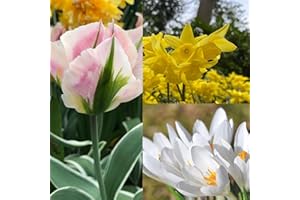 Perfect Plants Spring 50 Bulb Lasagne Gift Set – Crocus, Narcissi & Tulip: Ivory Princess, Yellow Ocean, China Town, Premium Quality Flowering Bulbs, Gift for Gardeners