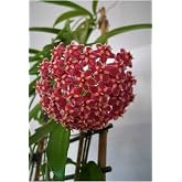 Nura Botanik Hoya Carnosa Kokulu Mum &Ccedil;i&ccedil;eği, Kırmızı, 12-25cm, Saksıda