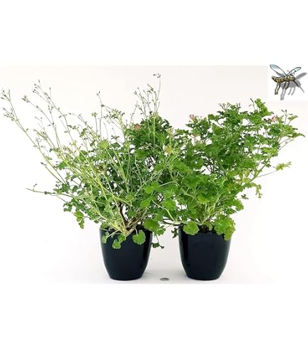 POWERS TO FLOWERS - PLUMBAGO 3 PIANTE, VASO 14CM, piante vere