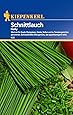 Schnittlauch Nelly feinröhrig mehrjährig