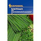 Schnittlauch Nelly feinröhrig mehrjährig