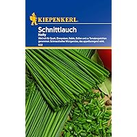 Schnittlauch Nelly feinröhrig mehrjährig