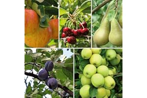 Potted Mini Fruit Tree Collection, Apple, Pear, Cherry, Plum Ideal for Small Gardens & Patios, Heavy Cropping, Easy to Grow, 5 x Dwarf Fruit Tree Collection Plants in 9cm Pots by Thompson & Morgan