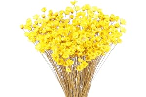 LARBER 300 Pezzi Steli di Fiori Secchi Fiore Secco Margherita Fiore Essiccato Brasiliano Giallo Mini Fiori Secchi Bouquet Di Fiori Secchi Naturali Decorare Oggetti Di Scena Decorazione Di Fiori Secchi
