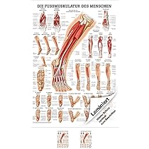 Sport-Tec Untere Extremität Mini-Poster Anatomie 34x24 Cm Medizinische Lehrmittel