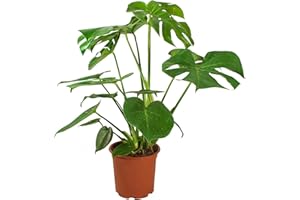 HAPPY PLANTING UK Monstera Deliciosa Cheese Plant Indoor Real Plant for Office Home Bedroom Kitchen Living Room Air Purifier by Luxe Leaf Plants